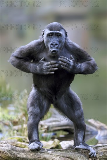 Western lowland gorilla (Gorilla gorilla gorilla)