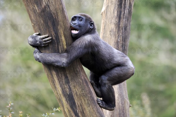 Western lowland gorilla (Gorilla gorilla gorilla)