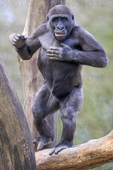 Western lowland gorilla (Gorilla gorilla gorilla)