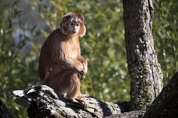 Javan Lutung (Trachypithecus auratus) sitting on tree trunk