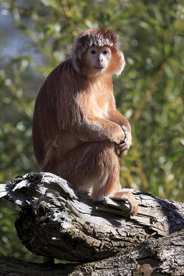 Javan Lutung (Trachypithecus auratus) sitting on tree trunk