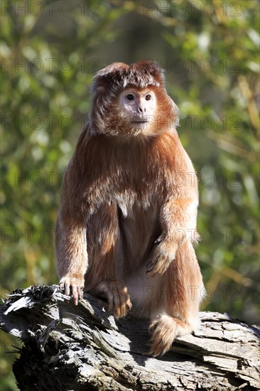 Javan Lutung (Trachypithecus auratus) sitting on tree trunk