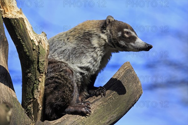 White-nosed coati or coatimundi (Nasua narica) on lookout