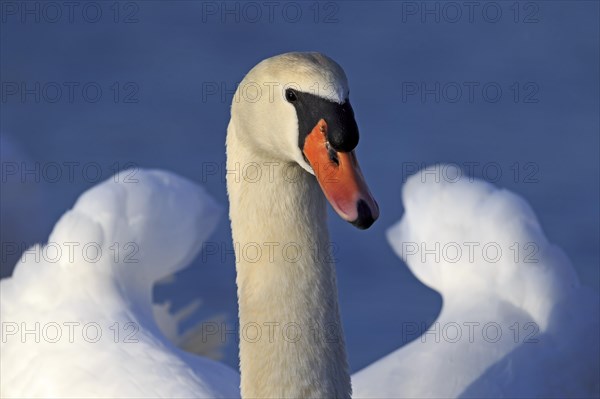 Mute swan (Cygnus olor)