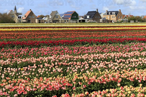 Colorful blooming tulips field (Tulipa)