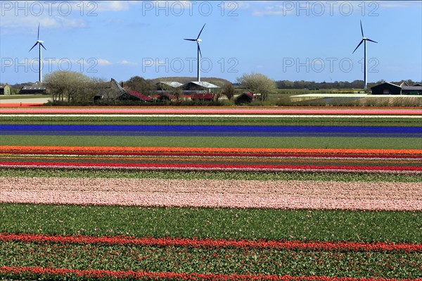 Blooming tulip fields (Tulipa) with wind turbines in Alkmaar