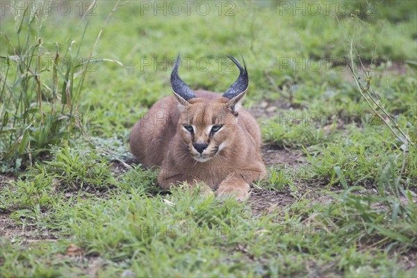 Caracal (Caracal caracal)