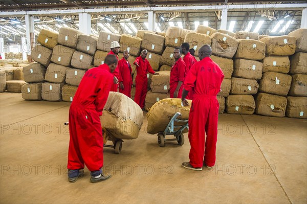 Sacks of dried tobacco leaves in a hall and local workers on a Tobacco auction