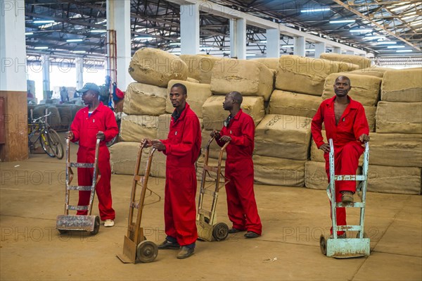 Sacks of dried tobacco leaves in a hall and local workers on a Tobacco auction