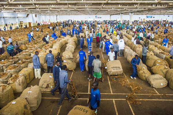 Local workers between huge bags with dried tobacco leaves in a hall on a Tobacco auction