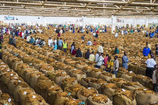 Local workers between huge bags with dried tobacco leaves in a hall on a Tobacco auction