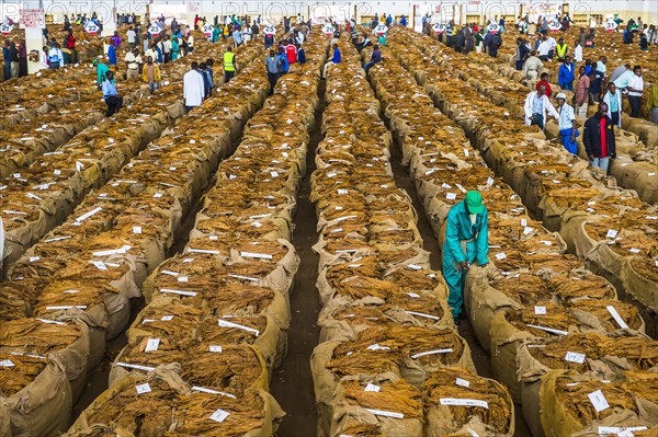 Local workers between huge bags with dried tobacco leaves in a hall on a Tobacco auction