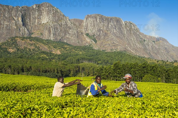 Tea pickers on a tea estate on Mount Mulanje