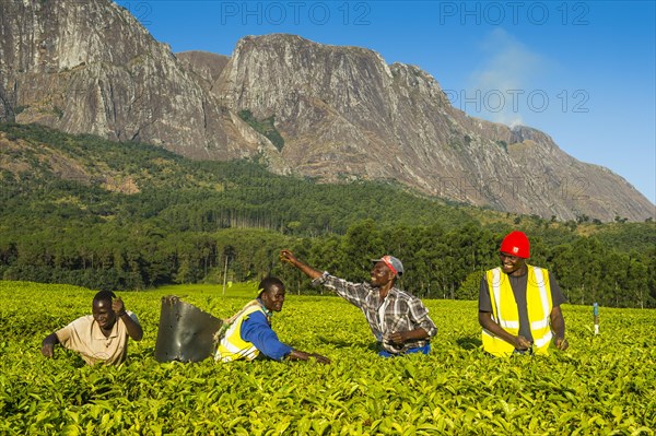 Tea pickers on a tea estate on Mount Mulanje