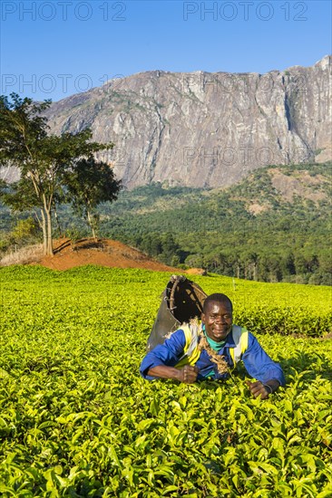 Tea picker on a tea estate on Mount Mulanje