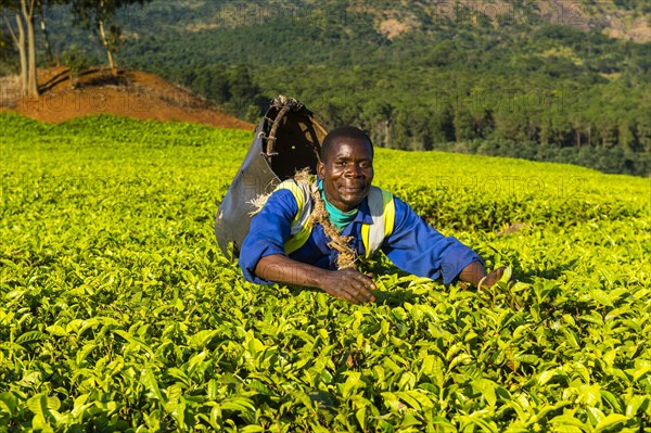 Tea picker on a tea estate on Mount Mulanje