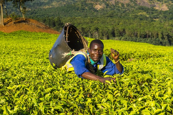 Tea picker on a tea estate on Mount Mulanje