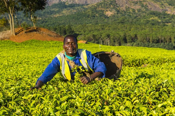 Tea picker on a tea estate on Mount Mulanje