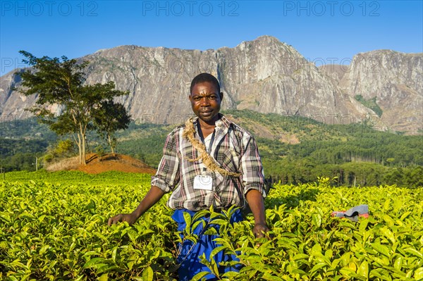 Tea picker on a tea estate on Mount Mulanje