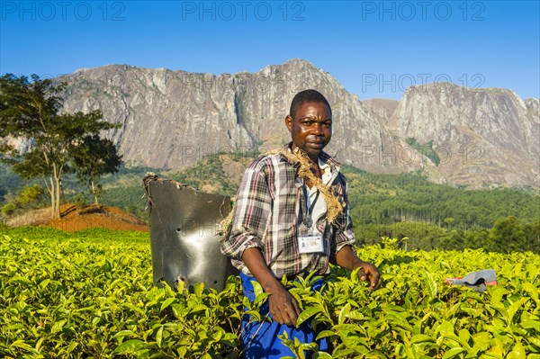 Tea picker on a tea estate on Mount Mulanje