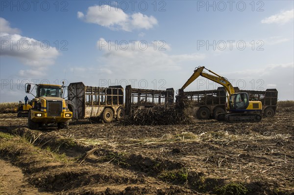 Huge sugarcane truck in the sugar fields