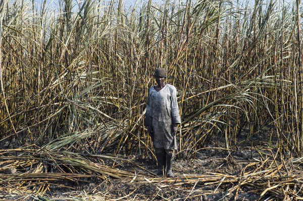 Sugar cane cutter in the burned sugar cane fields