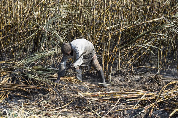 Sugar cane cutter in the burned sugar cane fields