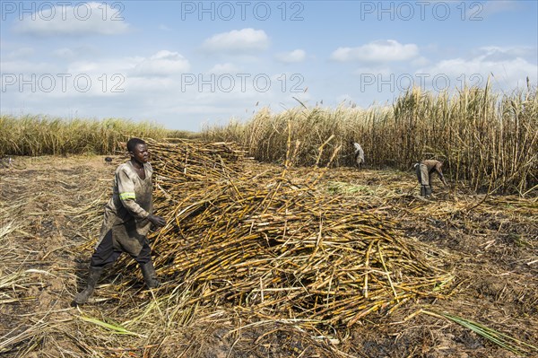 Sugar cane cutter in the burned sugar cane fields