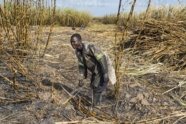 Sugar cane cutter in the burned sugar cane fields