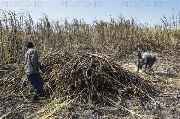 Sugar cane cutter in the burned sugar cane fields