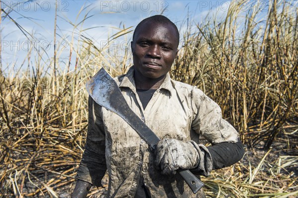 Sugar cane cutter in the burned sugar cane fields