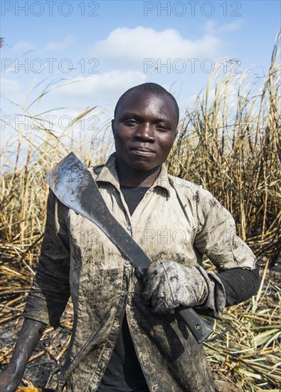 Sugar cane cutter in the burned sugar cane fields