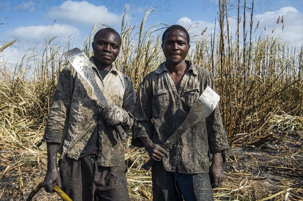 Proud sugar cane cutters in the burned sugar cane fields