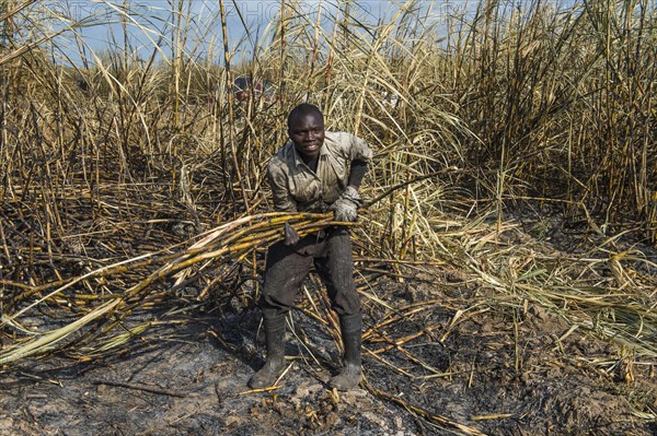 Sugar cane cutter in the burned sugar cane fields