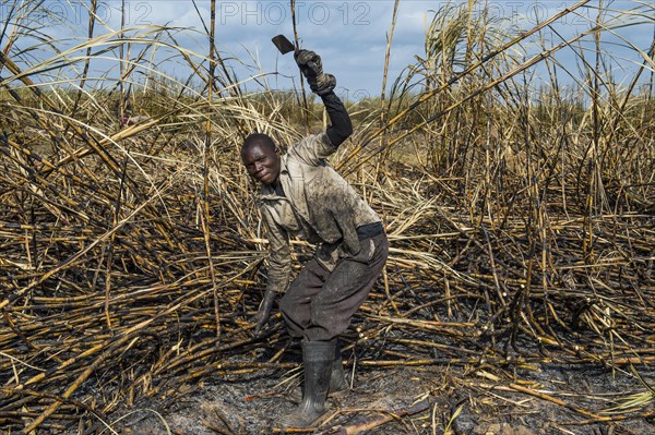 Sugar cane cutter in the burned sugar cane fields