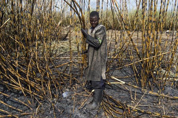 Sugar cane cutter in the burned sugar cane fields