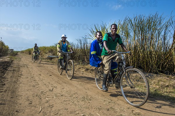 Sugar cane cutters on their way to work cycling through the sugar cane fields