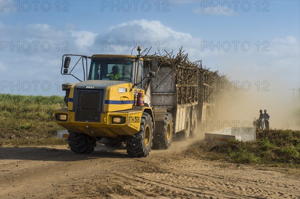 Full loaded sugar cane truck driving through the sugar cane fields on a dusty road