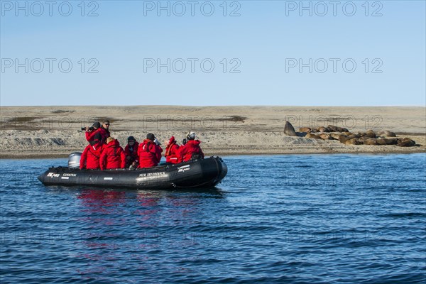 Tourists in a zodiac watching a walrus (Odobenus rosmarus) colony