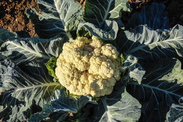 Cauliflower growing in a field