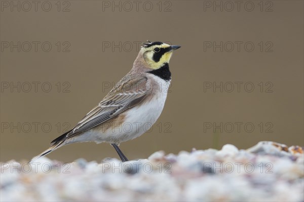 Horned Lark (Eremophila alpestris)