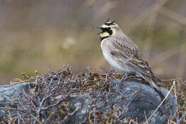 Horned Lark (Eremophila alpestris)