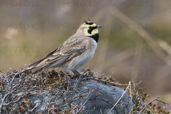 Horned Lark (Eremophila alpestris)