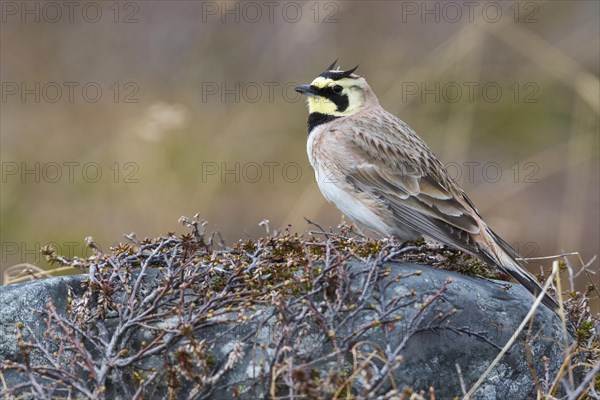 Horned Lark (Eremophila alpestris)