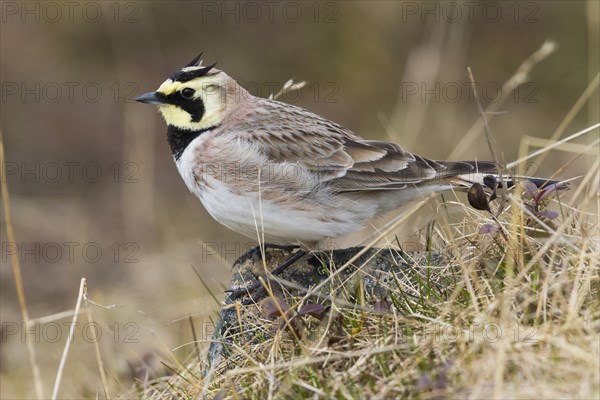 Horned Lark (Eremophila alpestris)