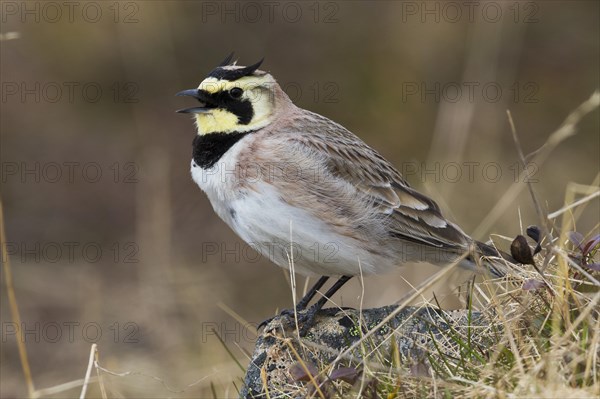 Horned Lark (Eremophila alpestris)