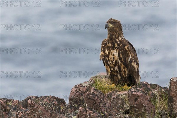 White-tailed Eagle (Haliaeetus albicilla)