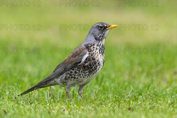 Fieldfare (Turdus pilaris)