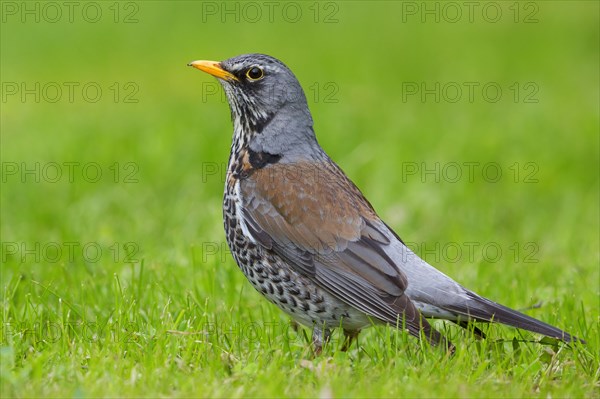 Fieldfare (Turdus pilaris)