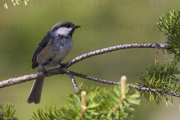 Grey-headed Chickadee (Poecile cinctus lapponicus)